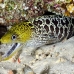 moray_fimbriated_eri_sari_h_0024_mal0933.jpg
